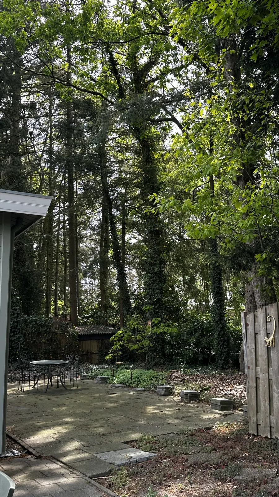 Het omringende bos